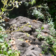 Heterostylum robustum