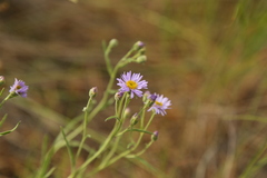 Erigeron corymbosus