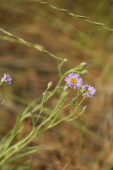 Erigeron corymbosus