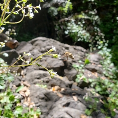 Heterostylum robustum