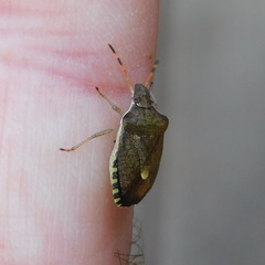 Peribalus strictus