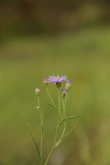 Erigeron corymbosus