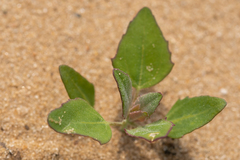 Chenopodium album