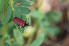 Lycus sanguinipennis