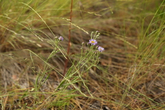Erigeron corymbosus