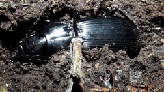 Plocamostethus planiusculus