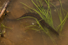 Hirudo verbana