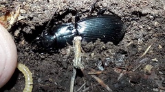 Plocamostethus planiusculus