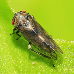 Oncopsis flavicollis