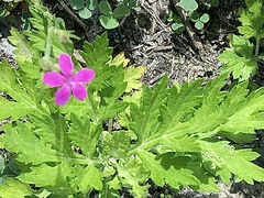 Geranium palustre