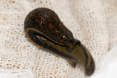 Hirudo verbana