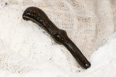 Hirudo verbana