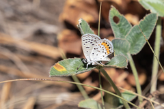 Icaricia lupini texanus