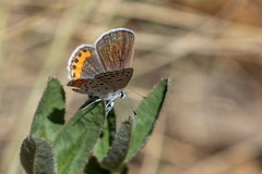 Icaricia lupini texanus