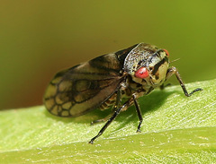 Oncopsis flavicollis