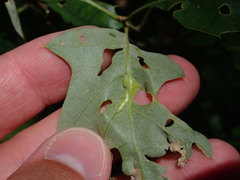 Callirhytis pigra