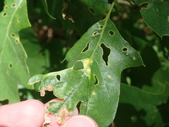 Callirhytis pigra