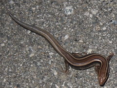 Plestiodon skiltonianus skiltonianus