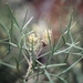 Grevillea triternata - Photo (c) Arthur Chapman, some rights reserved (CC BY-NC-SA)