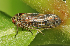 Oncopsis flavicollis