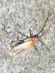 Ochrocydus huttoni