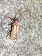 Ochrocydus huttoni