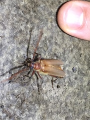 Ochrocydus huttoni