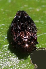 Brachys ovatus