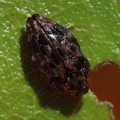 Brachys ovatus