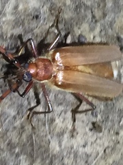 Ochrocydus huttoni
