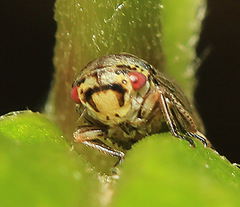 Oncopsis flavicollis