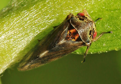 Oncopsis flavicollis