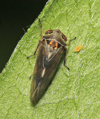 Oncopsis flavicollis