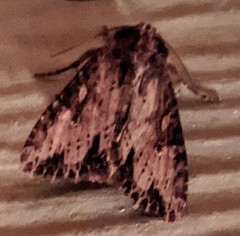 Apamea lignicolora