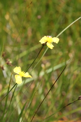 Xyris gerrardii