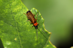 Rhagonycha lutea