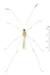 Gampsocoris pacificus