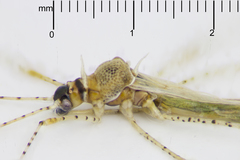 Gampsocoris pacificus