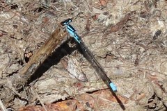 Enallagma geminatum