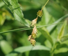 Carex bicknellii