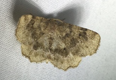 Metarranthis refractaria