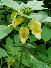 Impatiens scabrida