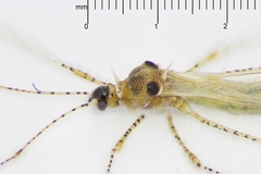 Gampsocoris pacificus