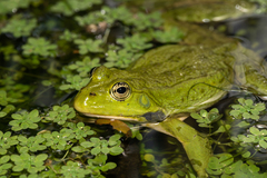 Pelophylax