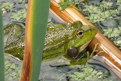 Pelophylax