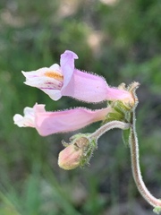 Penstemon australis
