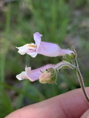 Penstemon australis