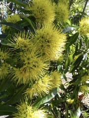 Xanthostemon chrysanthus