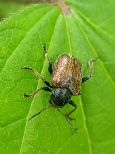 Western Grape Rootworm