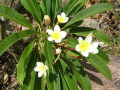 Plumeria obtusa
